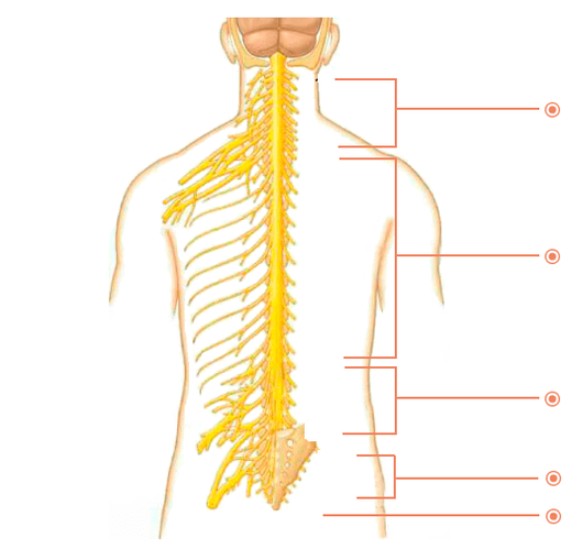 En que lugares é a osteocondrose